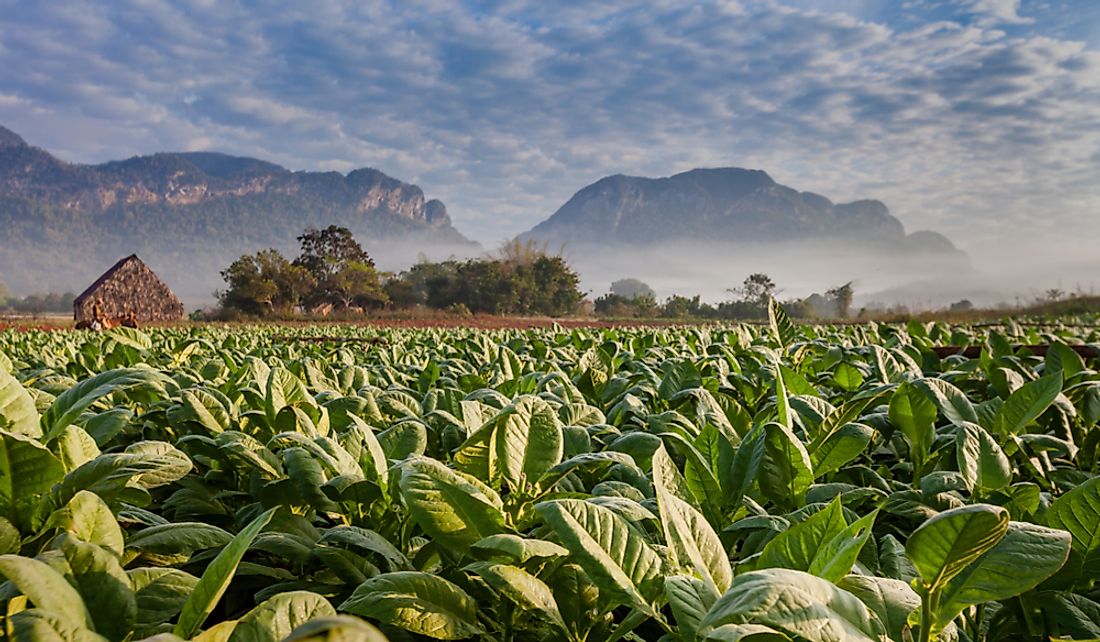 Cuban tobacco plantation, the country's second-largest export crop.