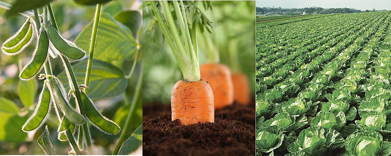 A crop rotation scheme, such as planting carrots, cabbage, and soybeans on the same ground in different years, can help replenish nutrients and deter pests.