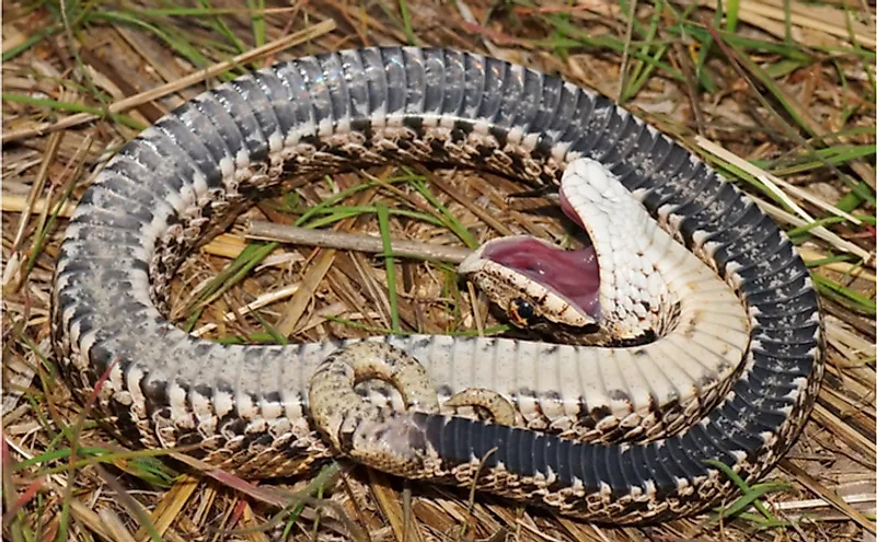 Eastern Hognose Snake, Heterodon nasicus - death feigning (faking death as defense mechanism)