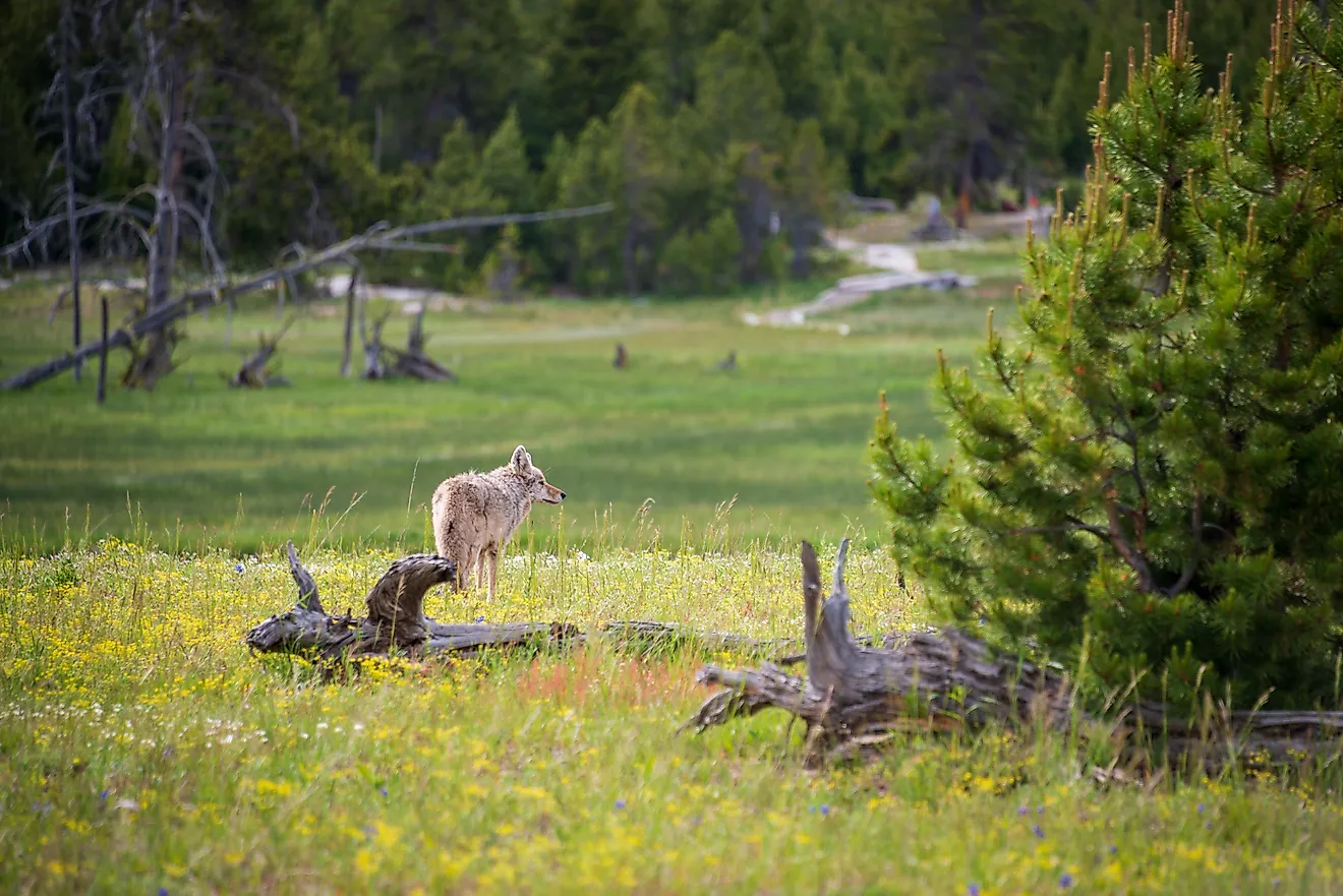 A Gray Wolf in the Pine Forest at Yellowstone National Park