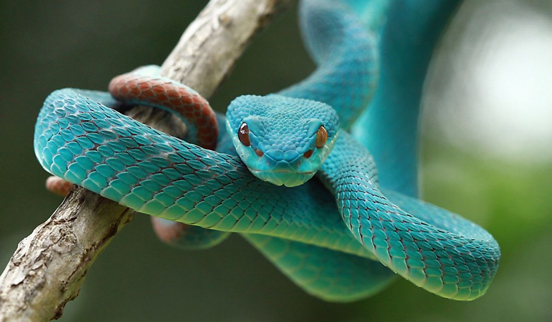 Snakes are found on all continents except Antarctica.