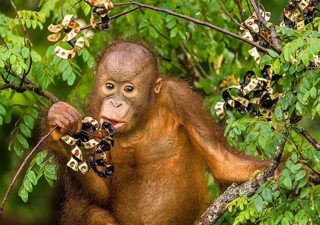 Fruits make up about 60% of the orangutan's diet.