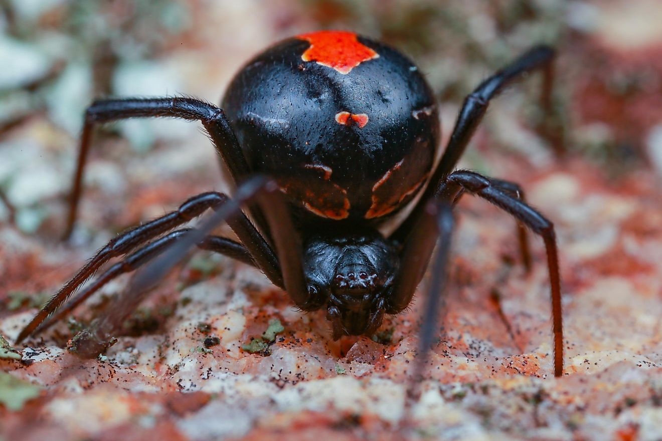 The Deadliest Spiders In The World Worldatlas