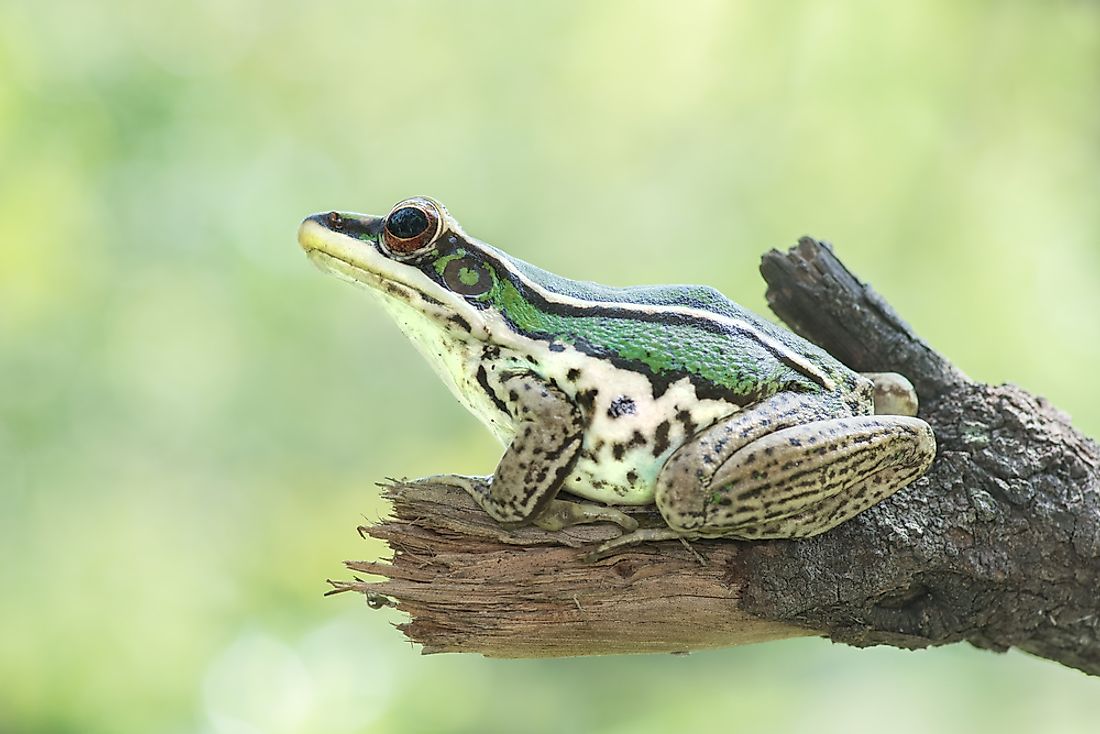 The common green frog can be found in Thailand. 