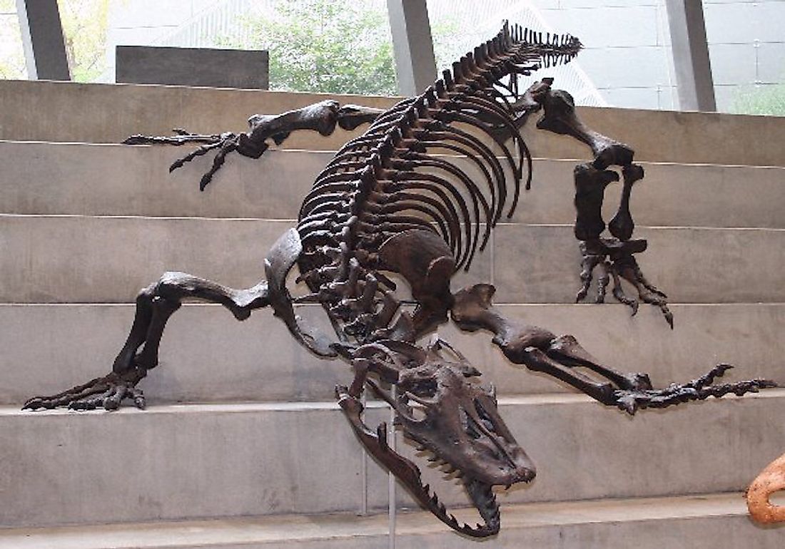 A skeletal reconstruction of the megalania on the steps of the Melbourne Museum. me