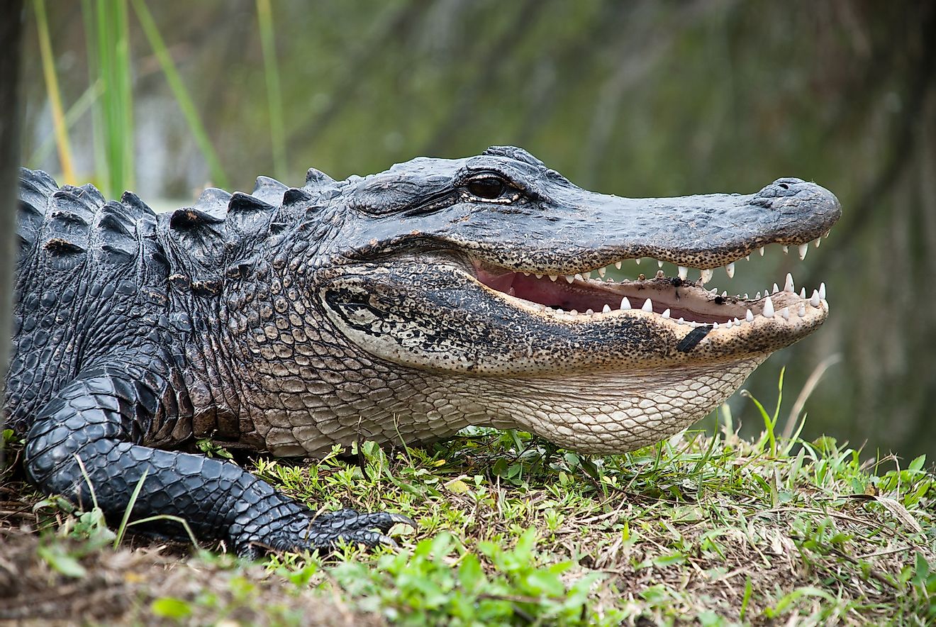 American Alligator in the Everglades National Park. Image credit: RICIfoto/Shutterstock.com