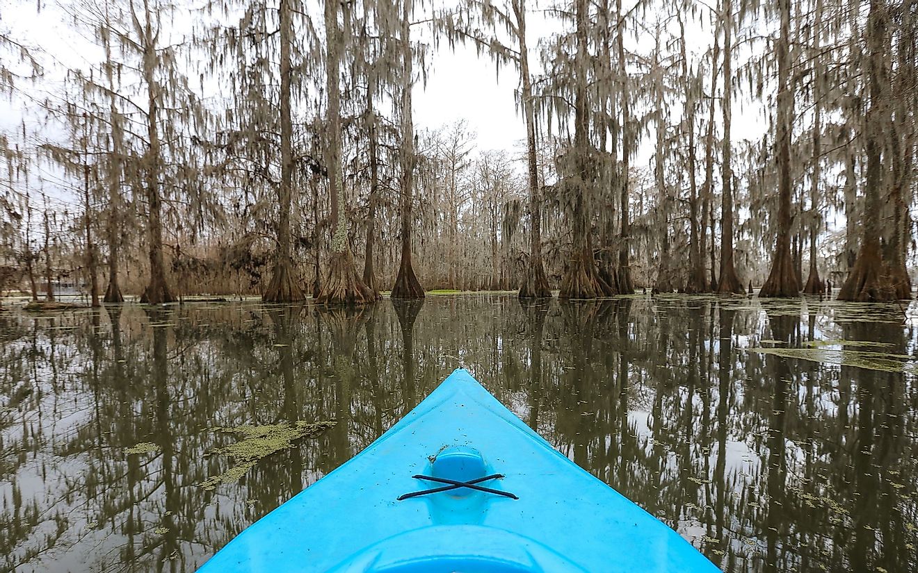 A swamp tour by kayak in Louisiana's Lake Martin in Breaux Bridge, Louisiana. Editorial credit: Wirestock Creators / Shutterstock.com
