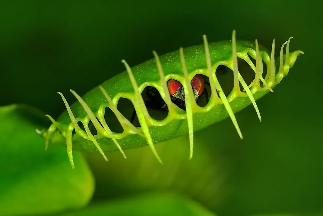 A venus fly trap is an example of an autotroph.