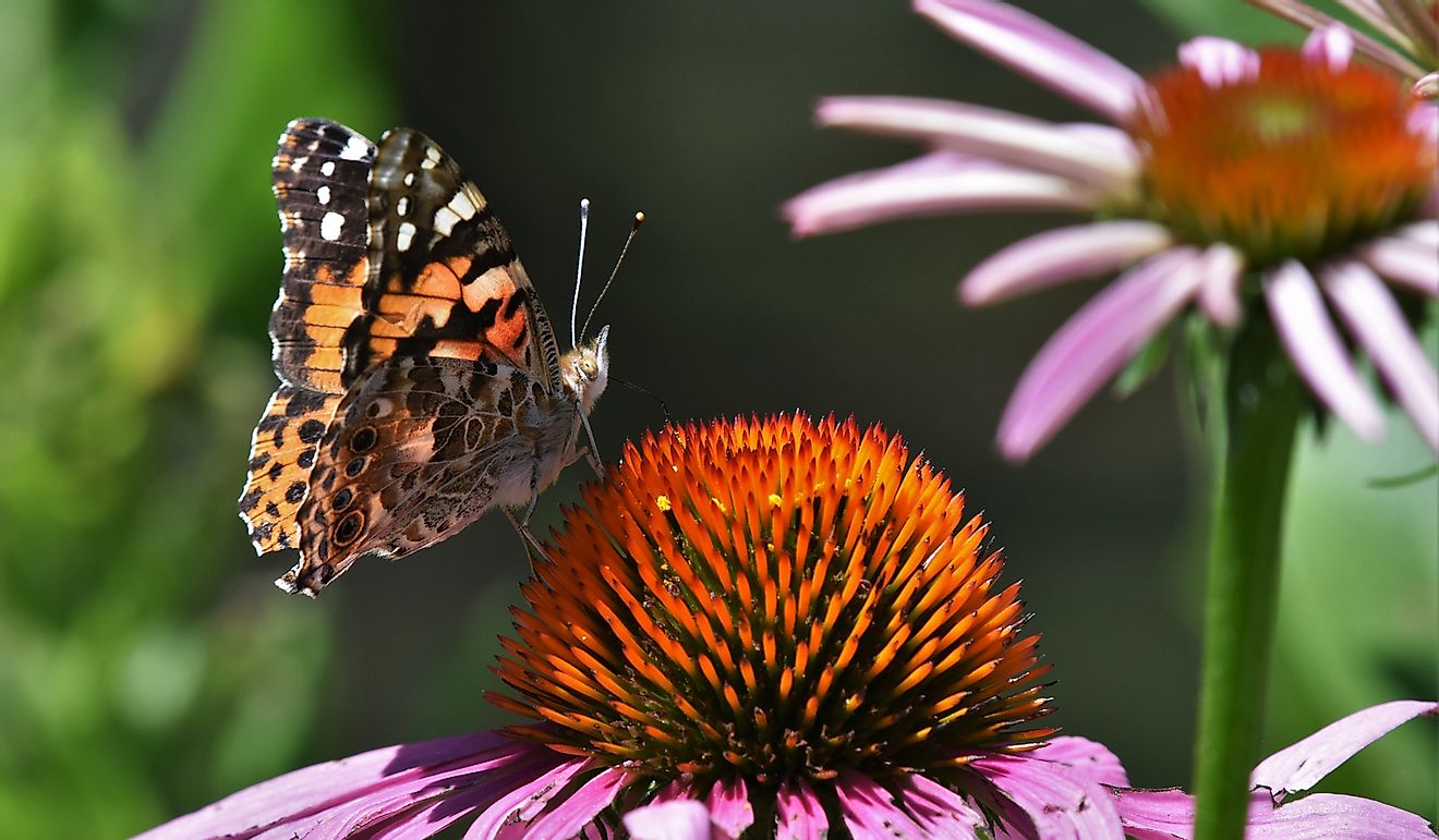 An American Lady Butterfly sucking nectar from a flower.