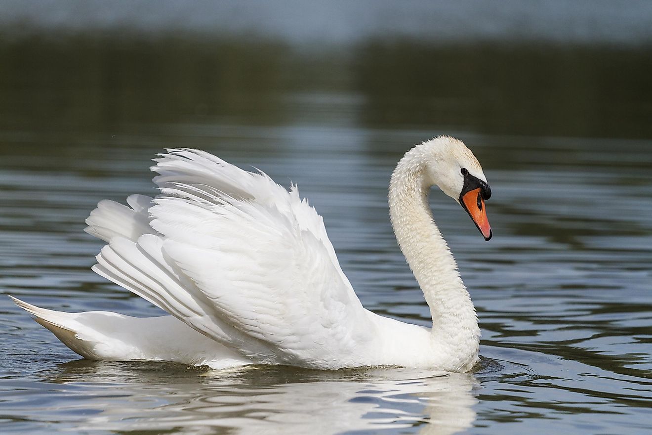 A beautiful mute swan. Image credit: Drakuliren/Shutterstock.com