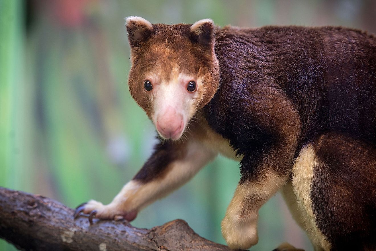 A tree kangaroo. Image credit: Eric Kilby/Wikimedia.org