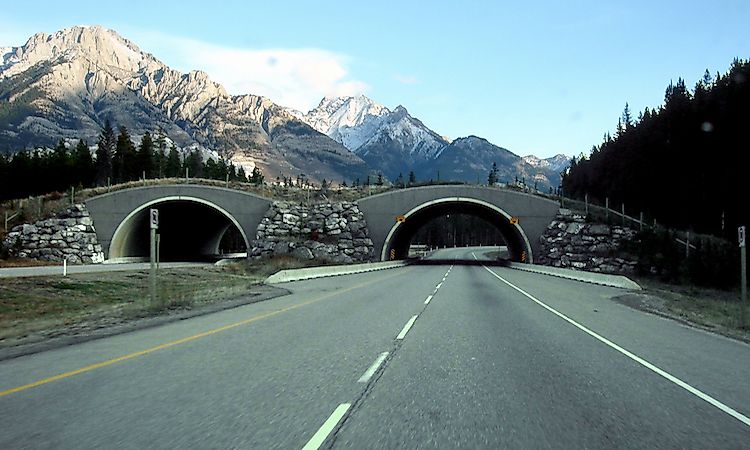 worlds widest road