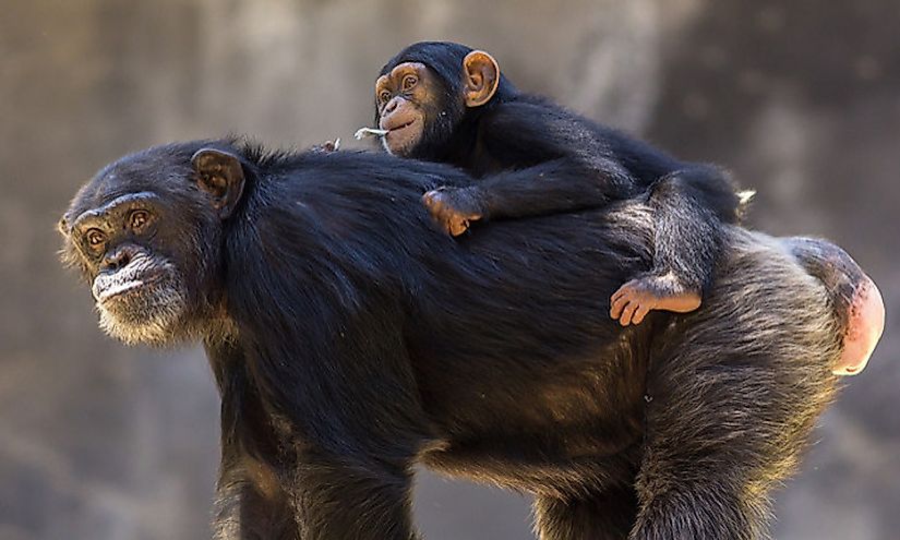 A chimpanzee mother and baby.