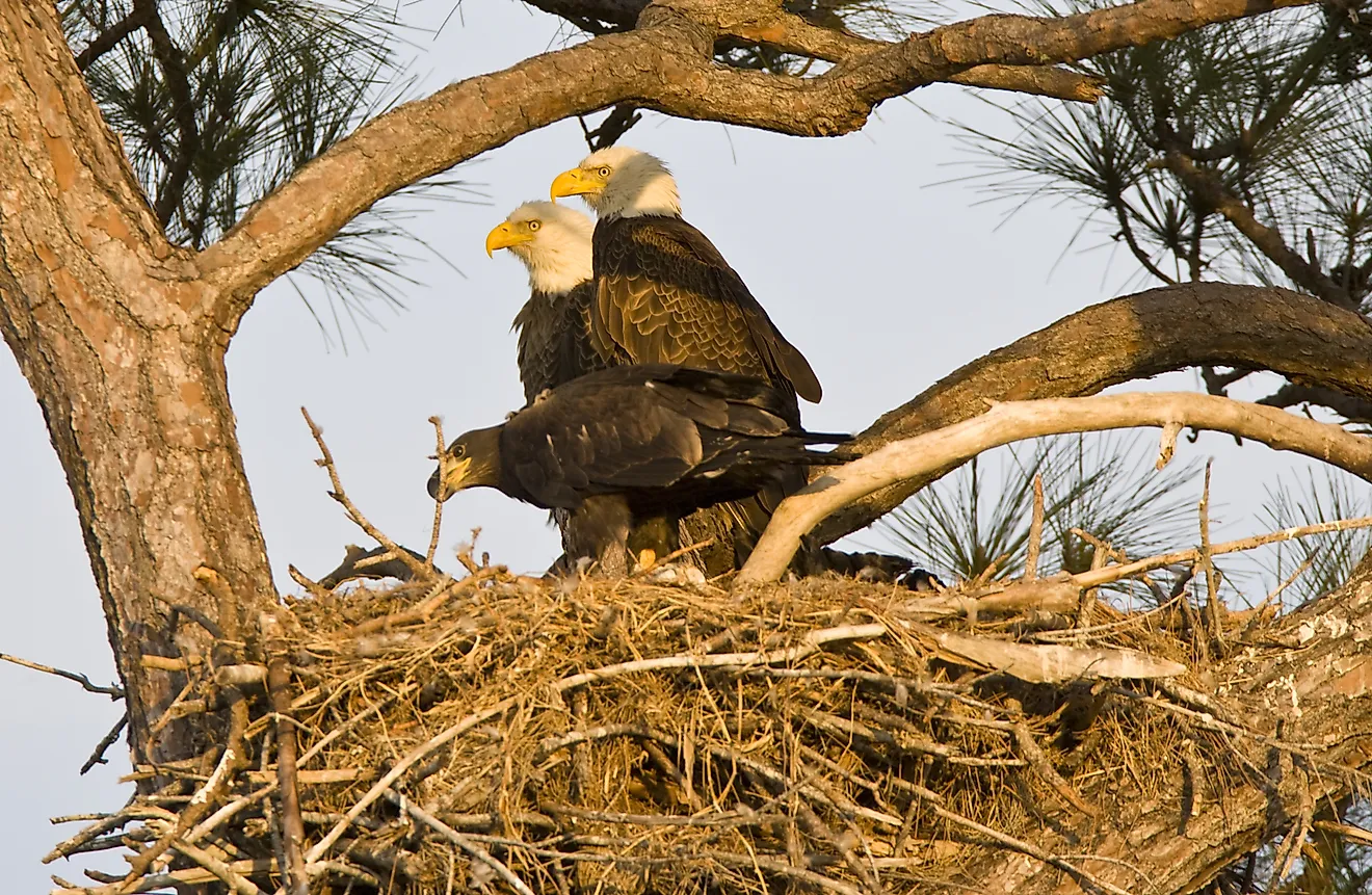 A bald eagle family on a tree.