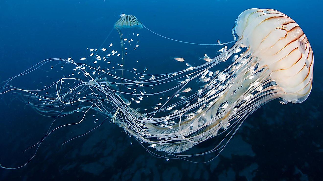 Unlike sponges, jellyfish have multiple organs, and they are close to 500 million years old.