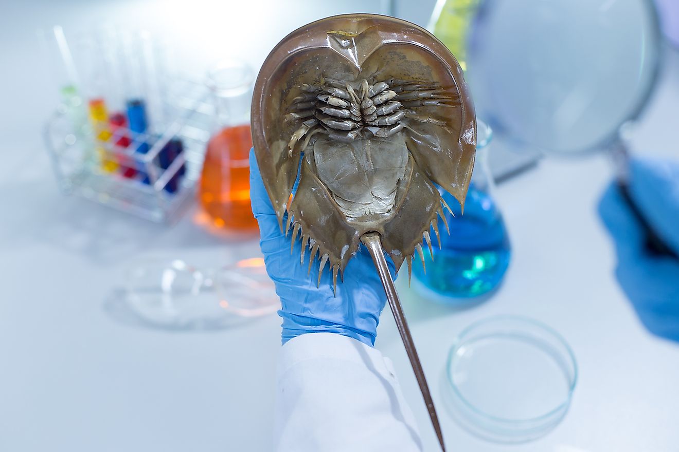 Horseshoe crab in a laboratory. Image credit: Rattiya Thongdumhyu/Shutterstock.com