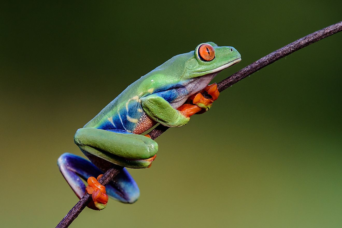 Frog/Red-eyed Amazon tree frog is found in the Amazon rainforest.