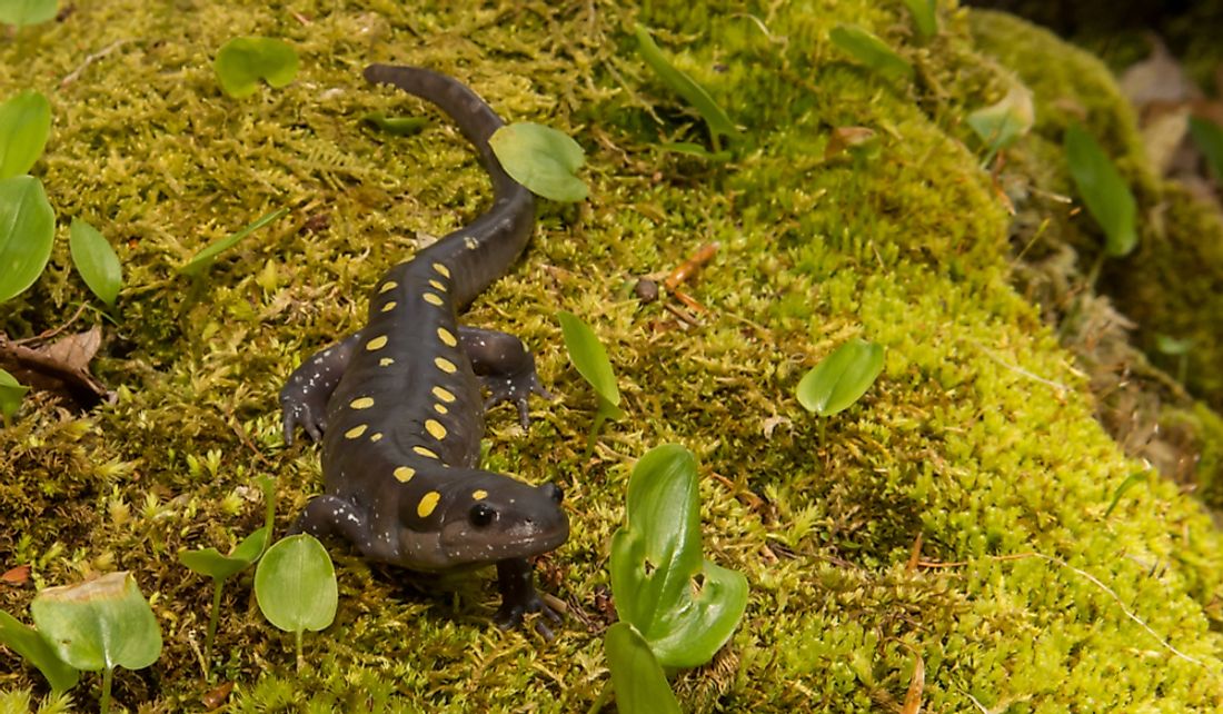 The spotted salamander is the only indigenous amphibian species in the state.