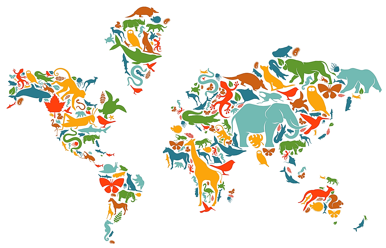 Map of a biodiverse world.