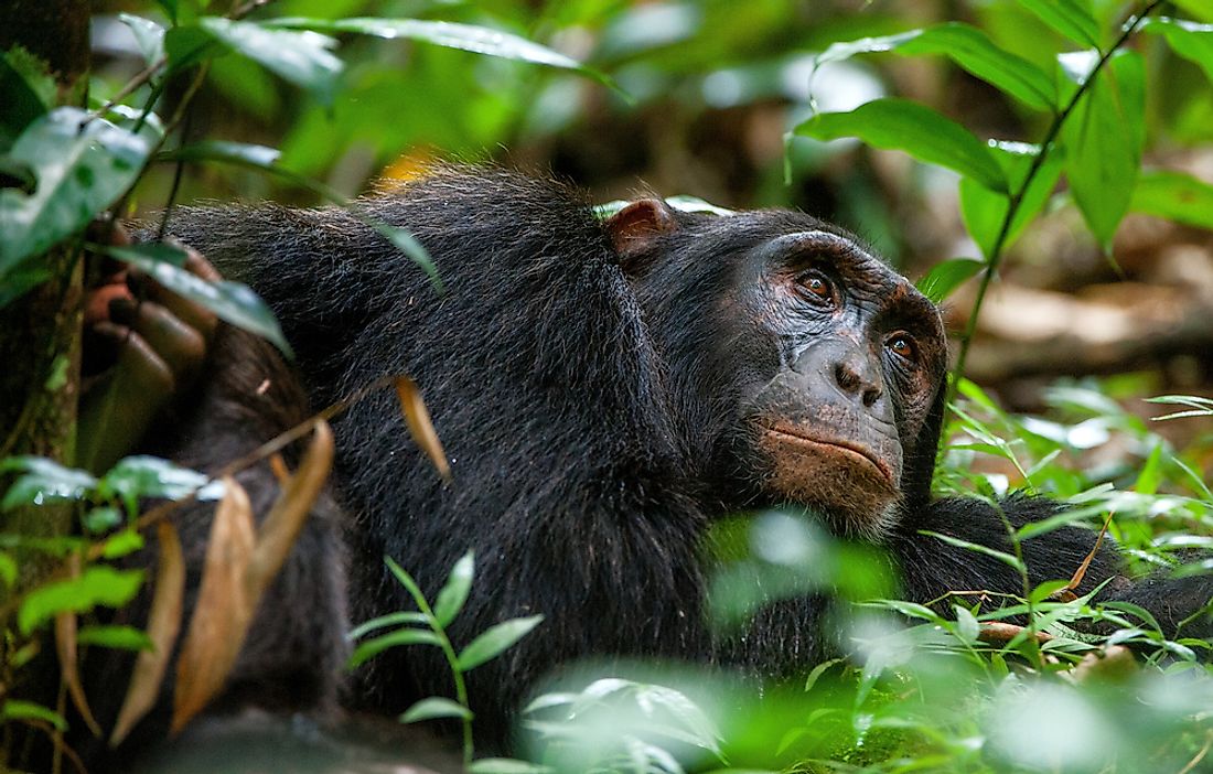 A chimpanzee in Uganda. 