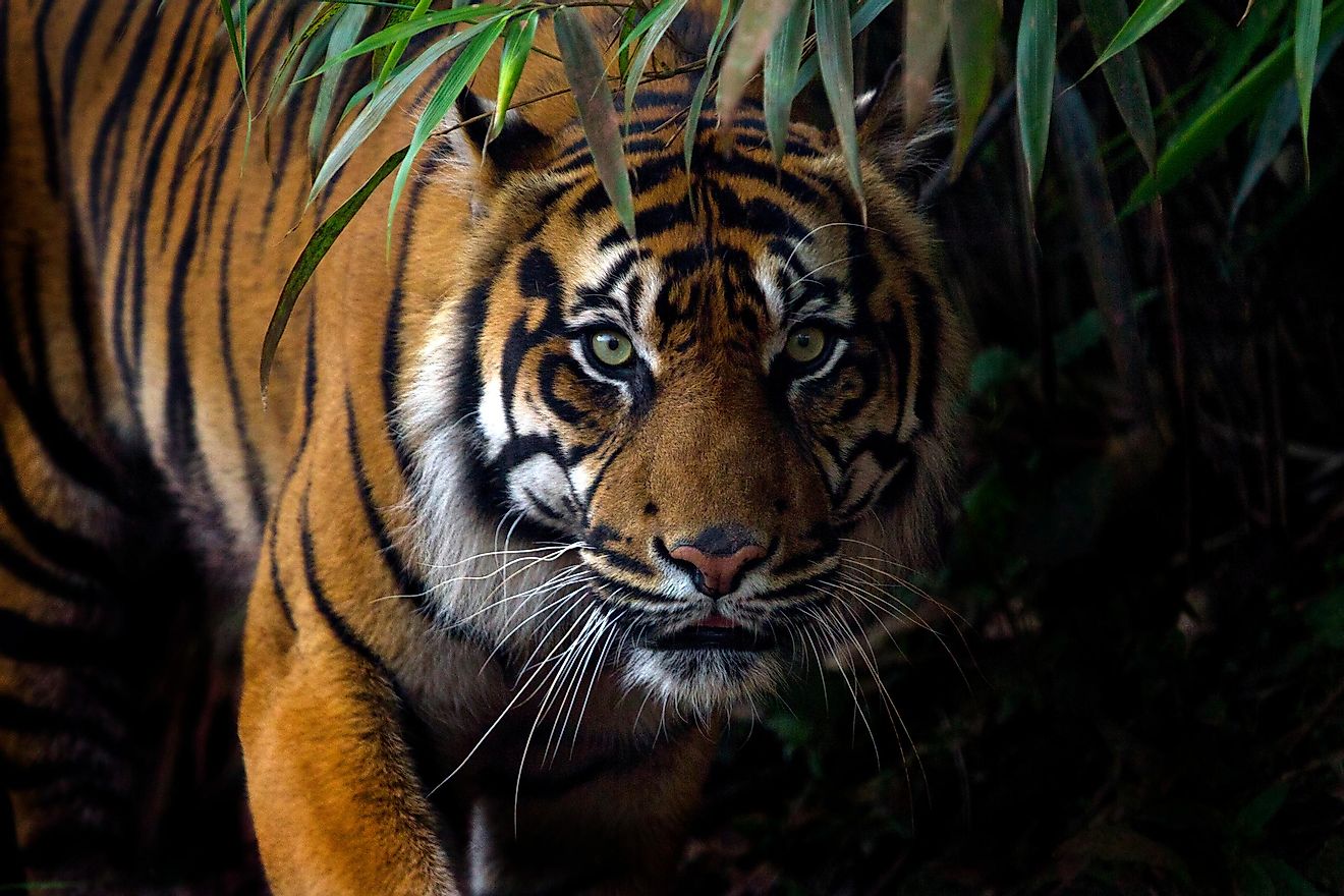 What Are The Different Types Of Tigers Living Today? - WorldAtlas