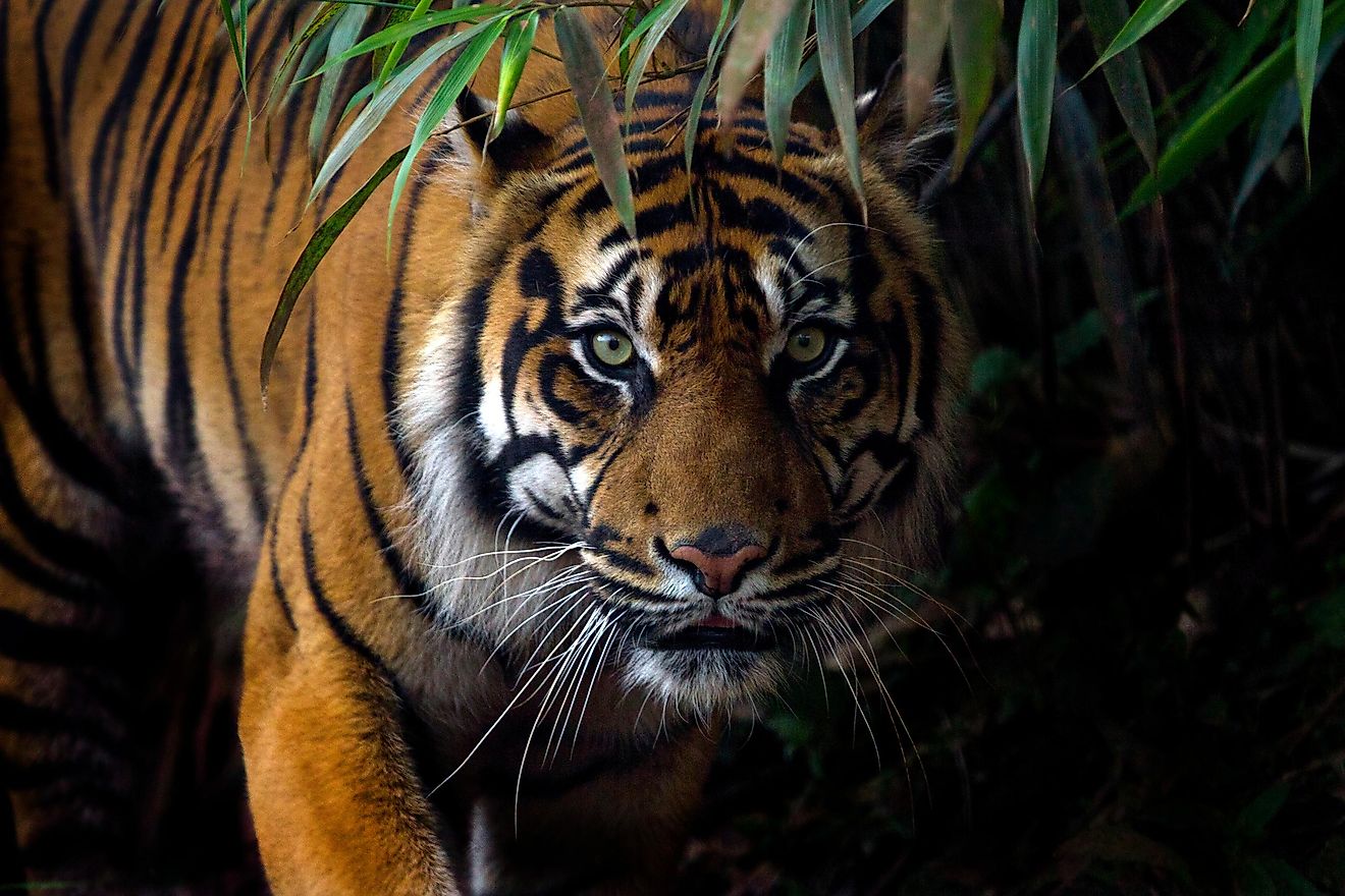 Bengal Tiger vs Sumatran Tiger Comparison - Tiger Safari India