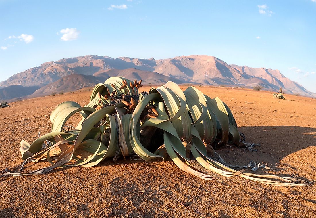 Welwitschia, also known as tree tumbo is endemic to the arid coastal regions of Namibia and Angola.