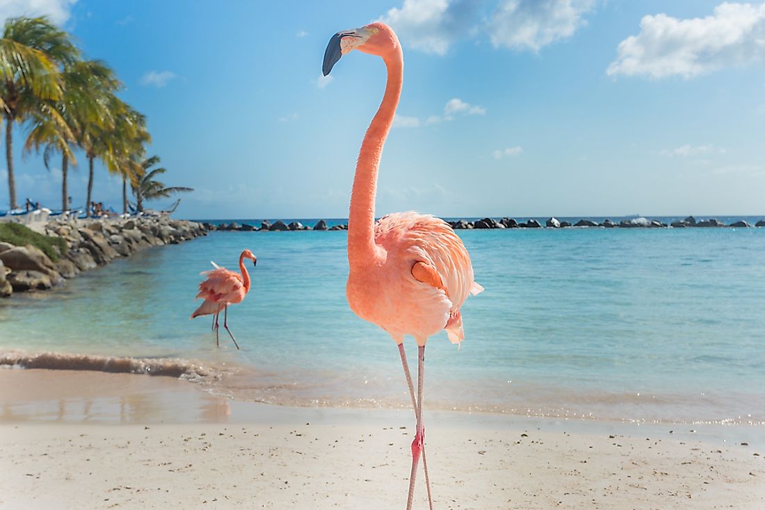 Flamingoes on the beach in Aruba. 