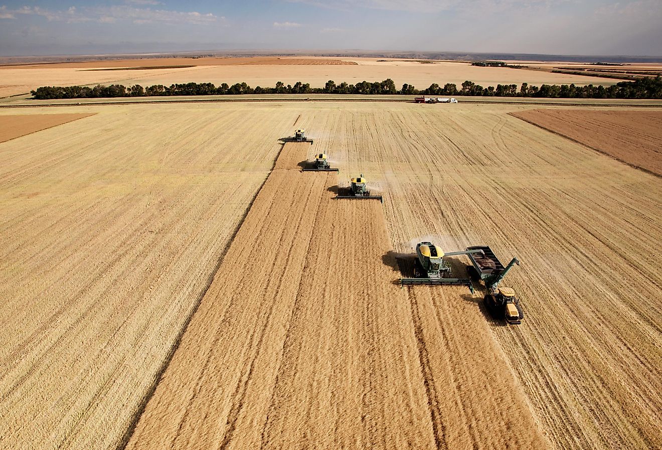 An agricultural field in Montana.