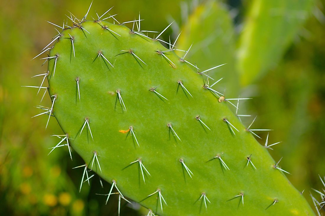 The prickly spines of a cactus. 