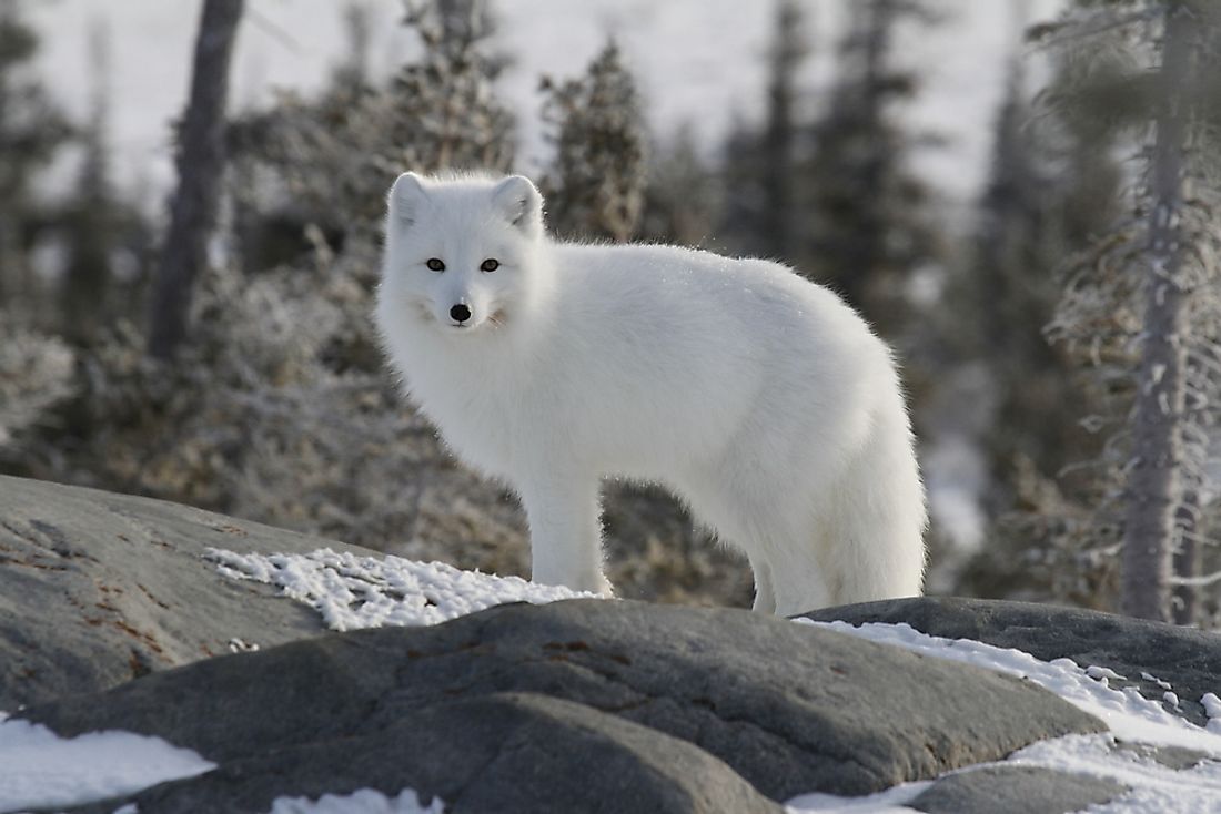 The Arctic Fox lives in the Arctic where it's white fur helps it to blend in with the snow. 