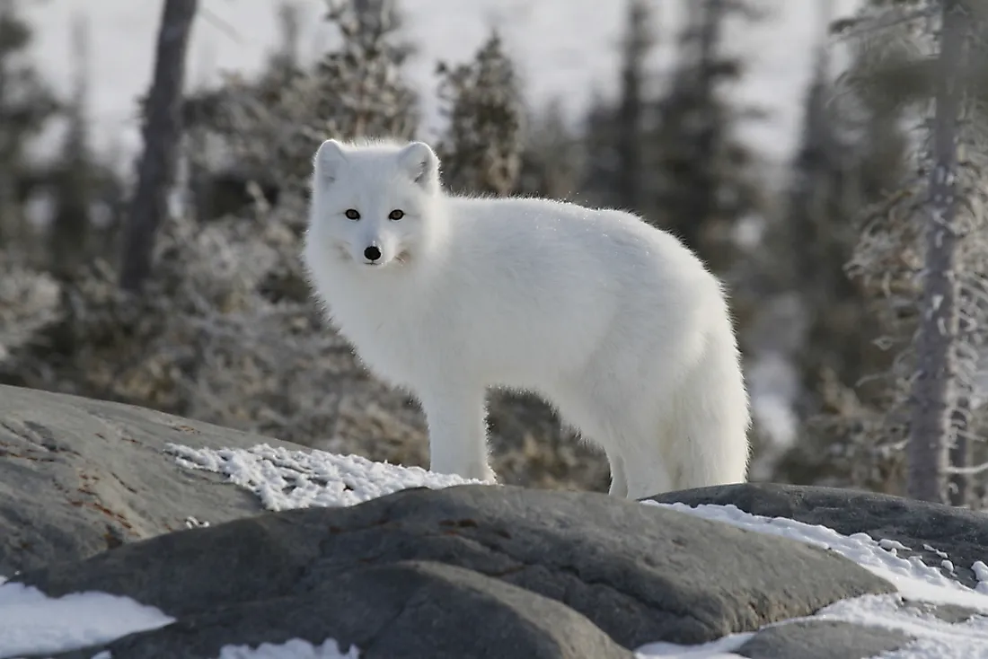 are arctic foxes cats or dogs