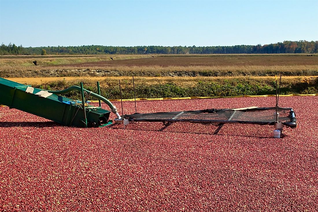 Cranberry harvest in Chatsworth, New Jersey, the third largest producer of cranberries in the United States.  Editorial credit: Jana Shea / Shutterstock.com. 