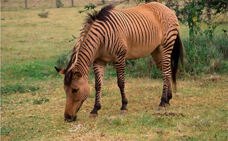 A zebroid (a cross between a horse and a zebra) grazes in Kenya.