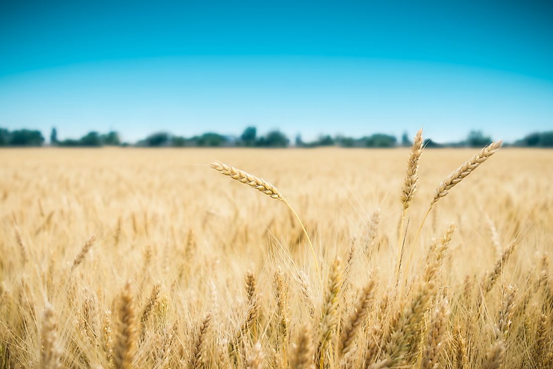 A golden wheat field. 