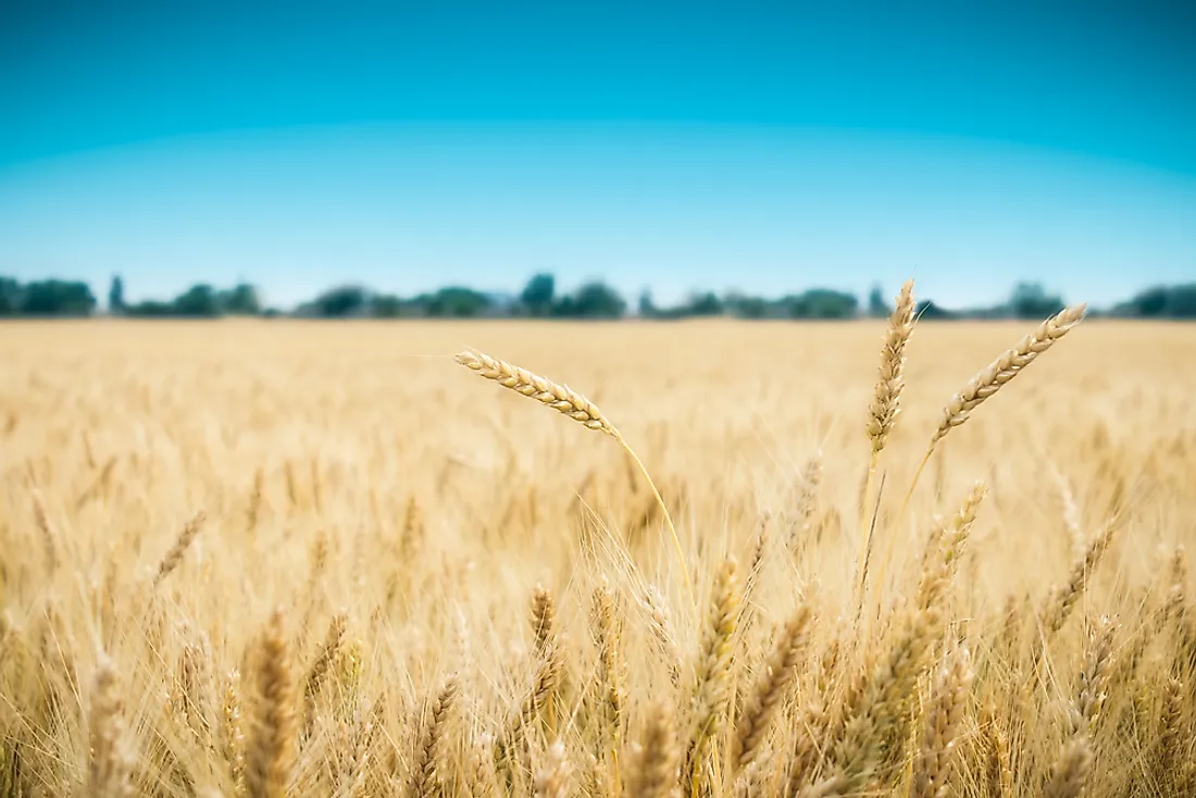 Climate Change and Modernization Drive Structural Realignments in European Grain Production