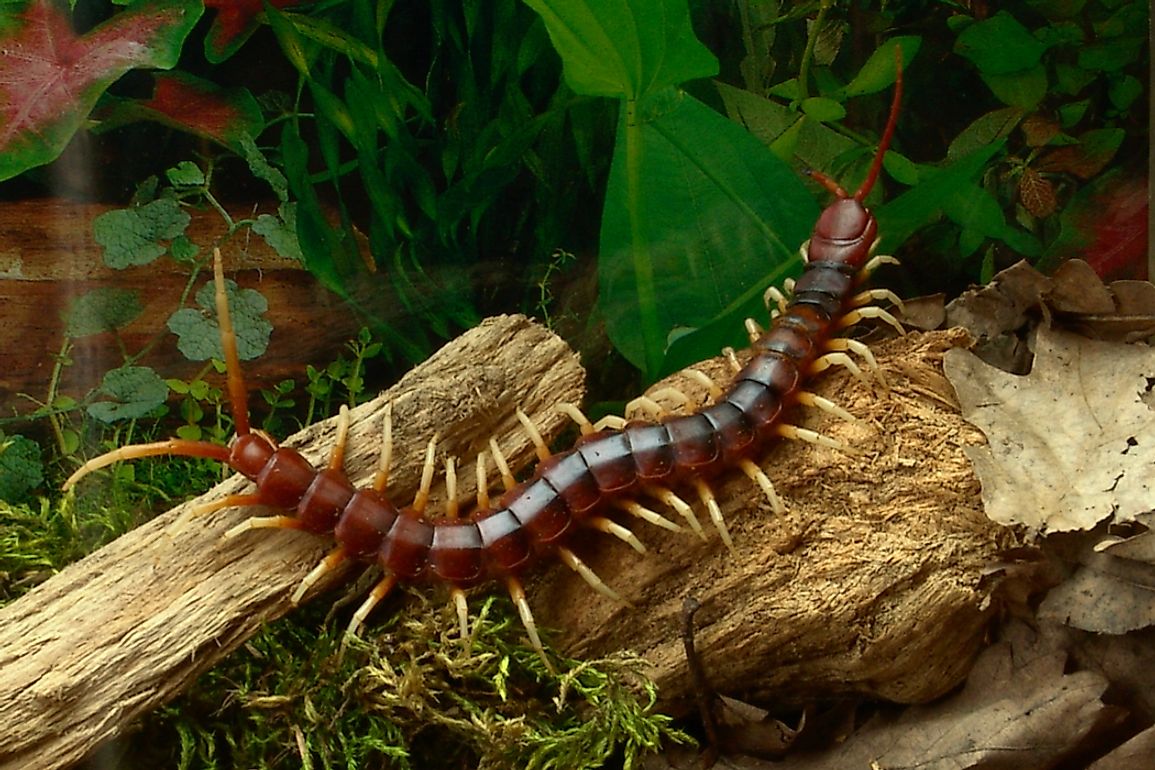 The Amazonian giant centipede can grow to 12 inches in length. 