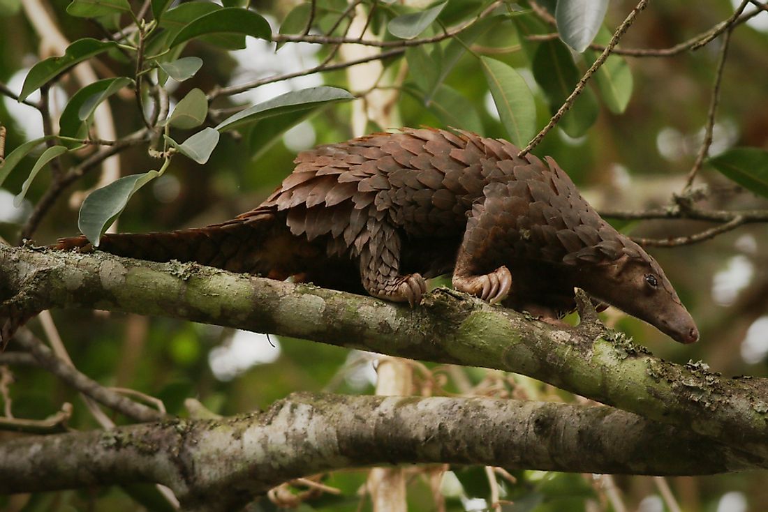 The rare Chinese Pangolin.