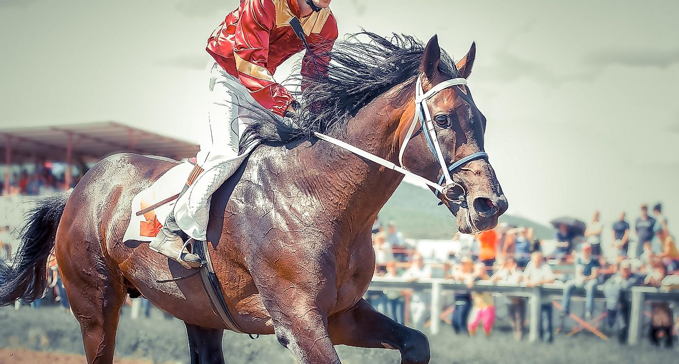 20 horses compete in the Kentucky Derby.