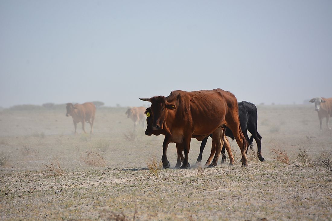 The most important livestock in Botswana are cattle.