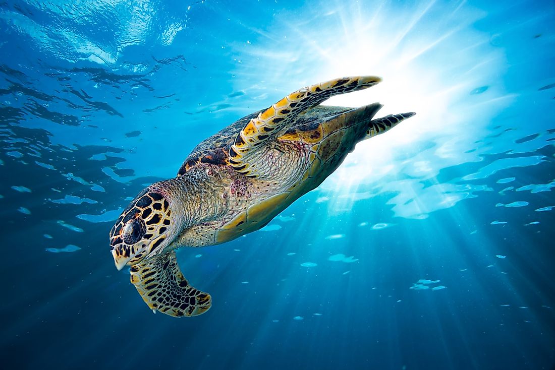 An endangered Hawksbill sea turtle in Hawaii. 