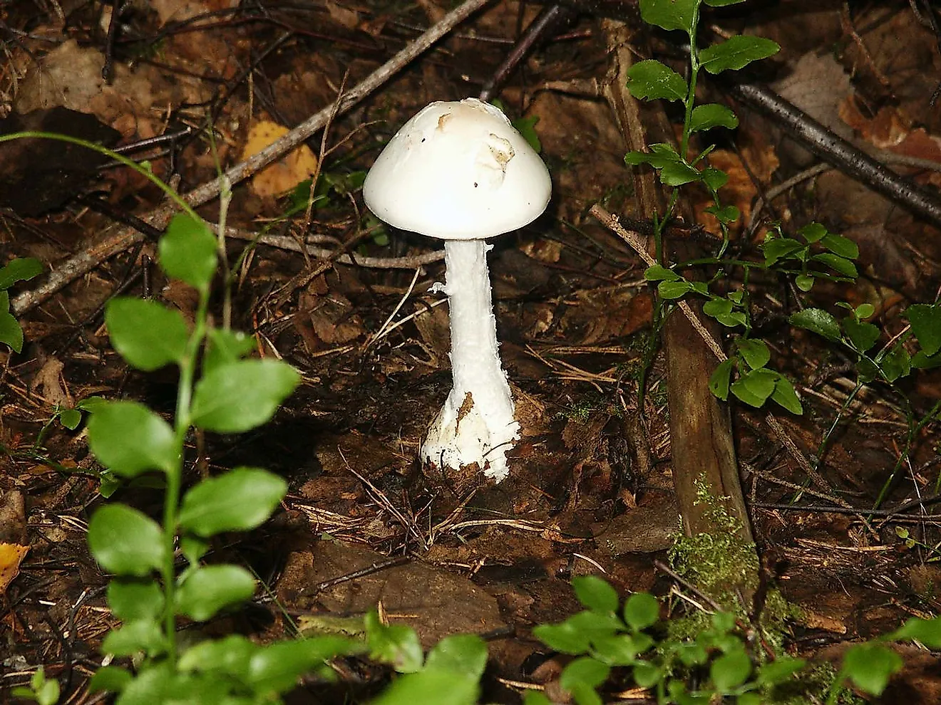 A half-grown destroying angel. 