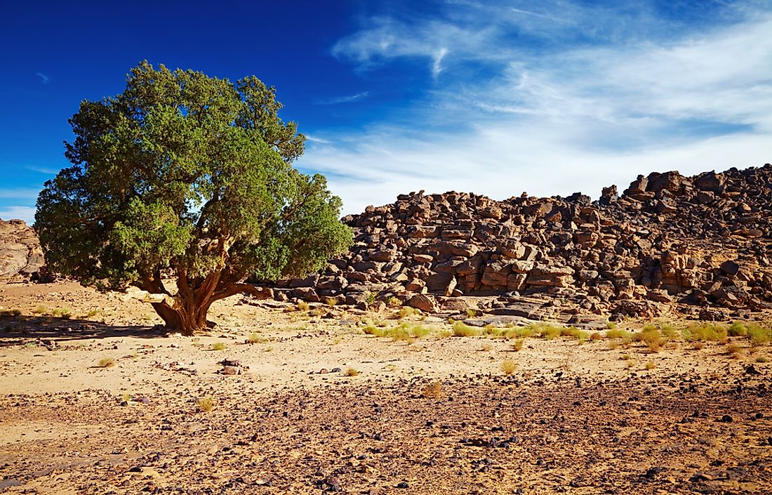 The Saharan cypress is a tree native to Algeria. 