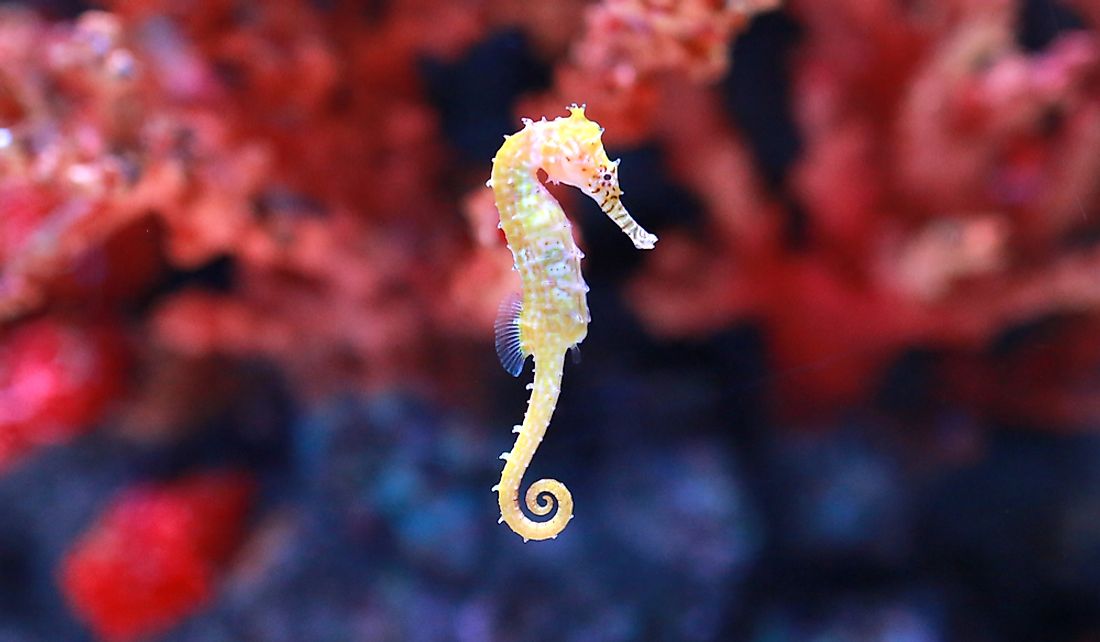Adult seahorses can eat up to 50 times a day.
