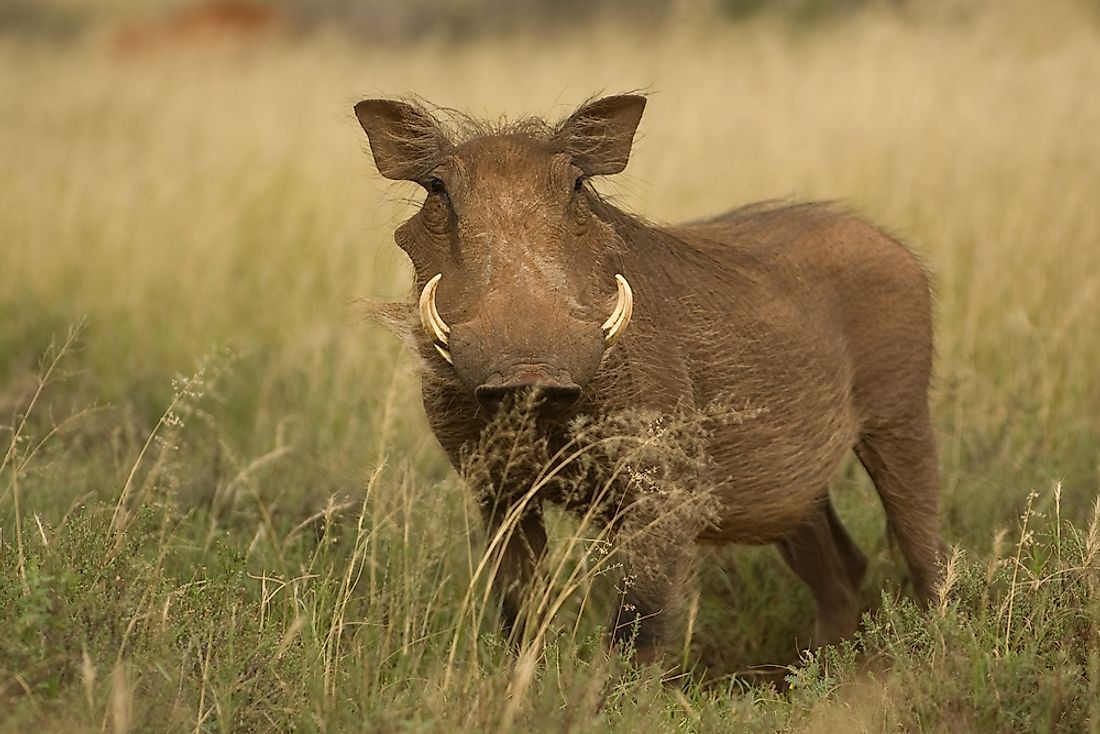 A desert warthog in Namibia. 