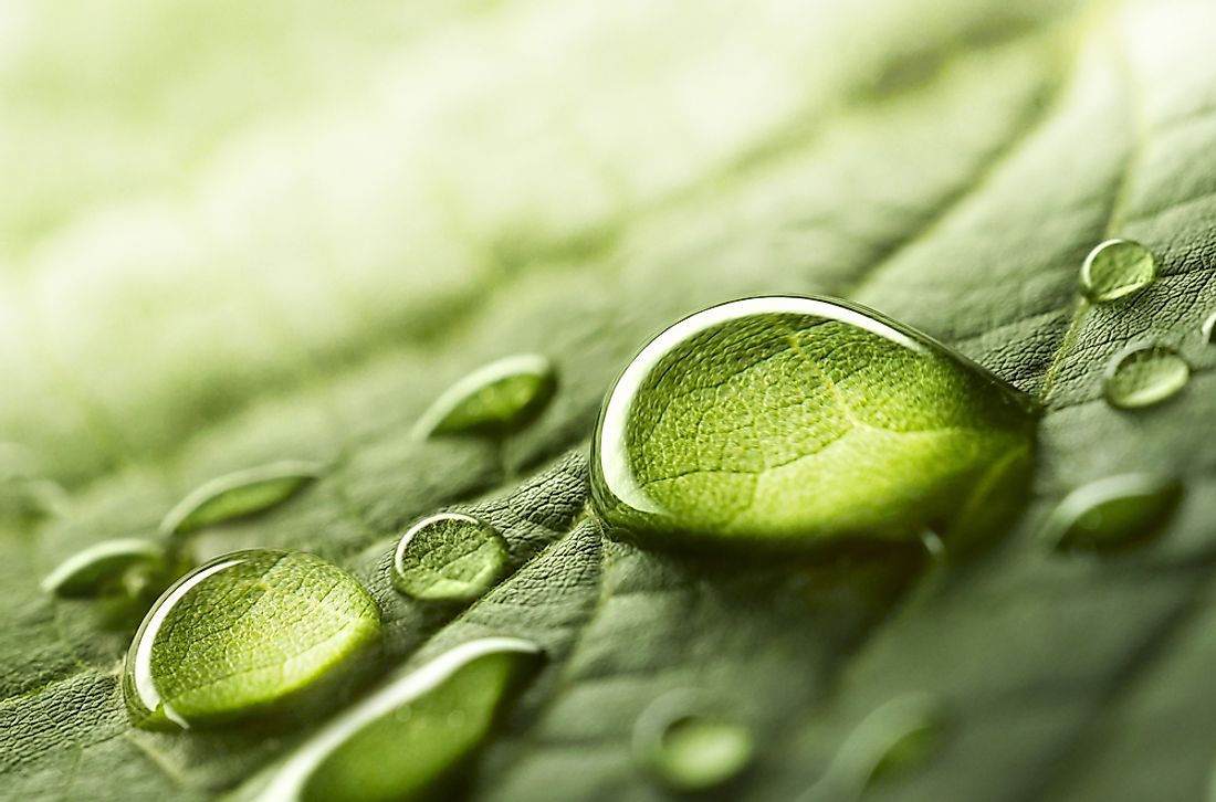 Water vapor condenses in the atmosphere and fall to the ground as rain.