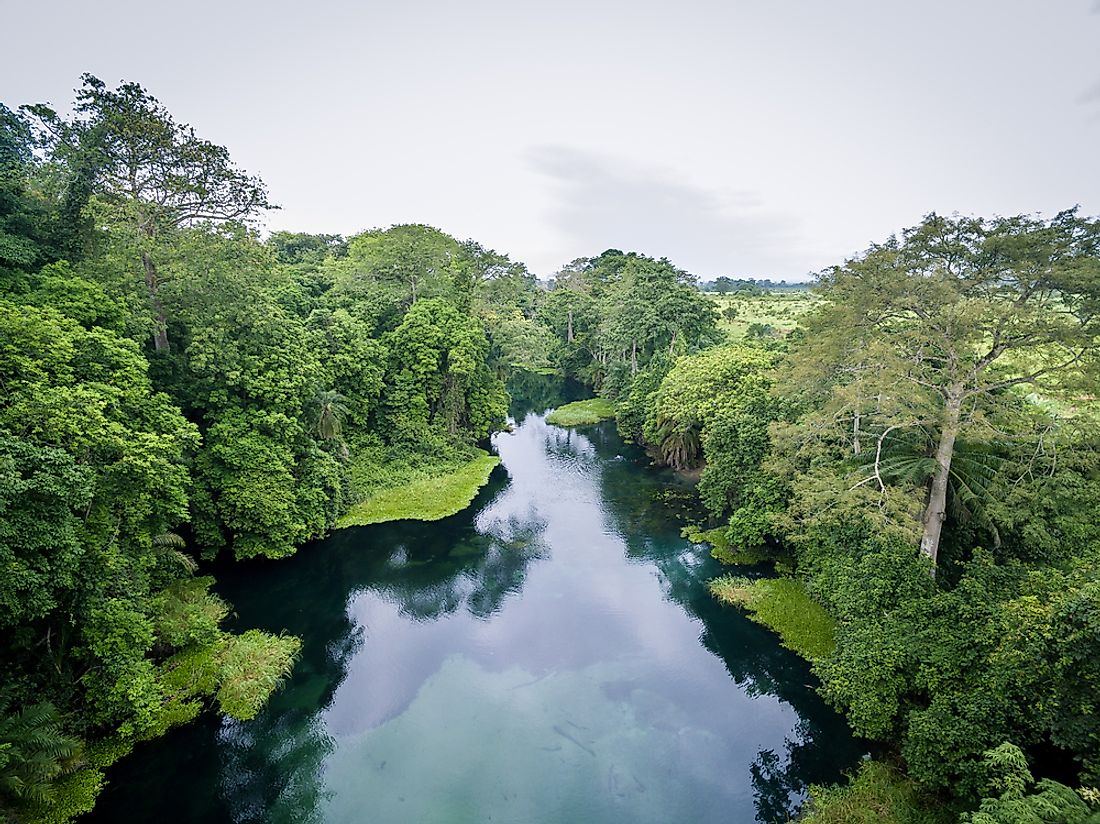 Forests in the Republic of the Congo. 