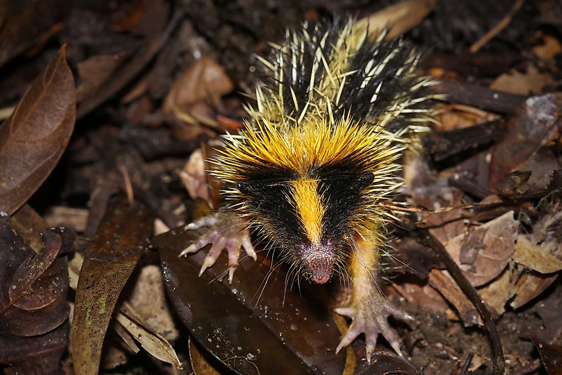 Animals That Live in Madagascar - WorldAtlas