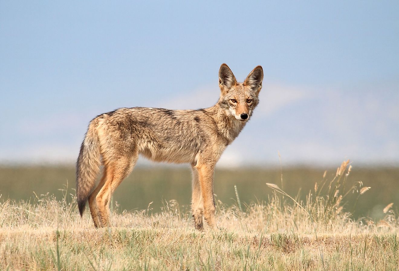 Side view of a coyote.