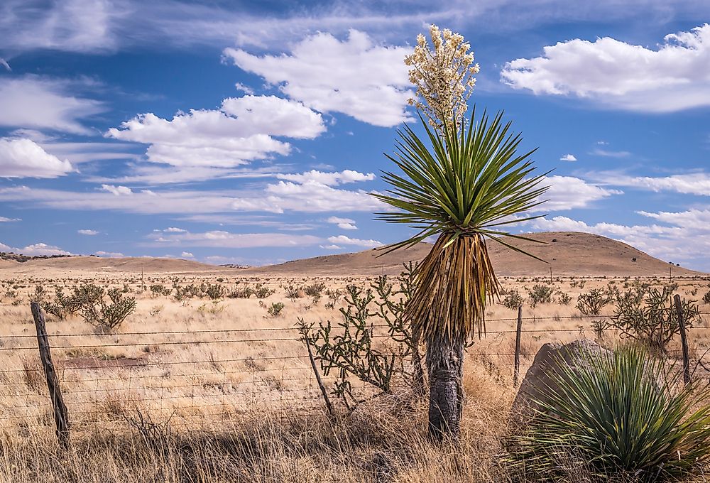 The Chihuahuan desert.